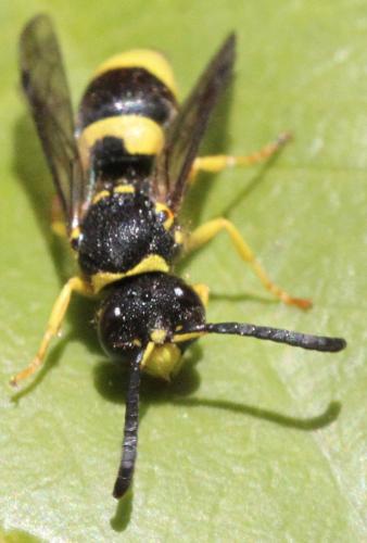 Réf. 324 889 : Ancistrocerus sp.